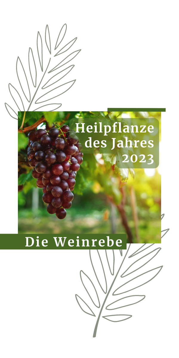 Read more about the article Heilpflanze des Jahres 2023